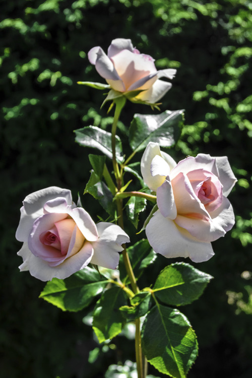 Three Roses