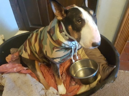 Daisy has started taking Badger’s bowl (not hers, not Ruby&rsquo;s, only Badger&rsquo;