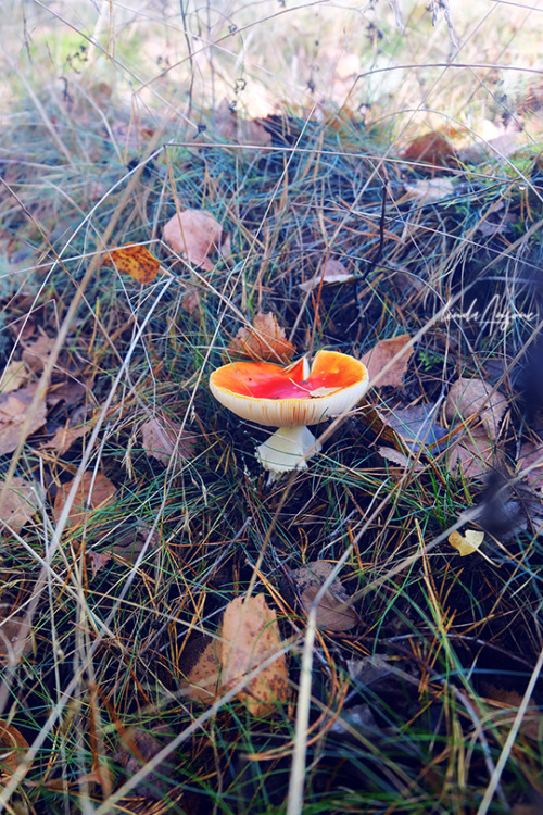 fly agaric