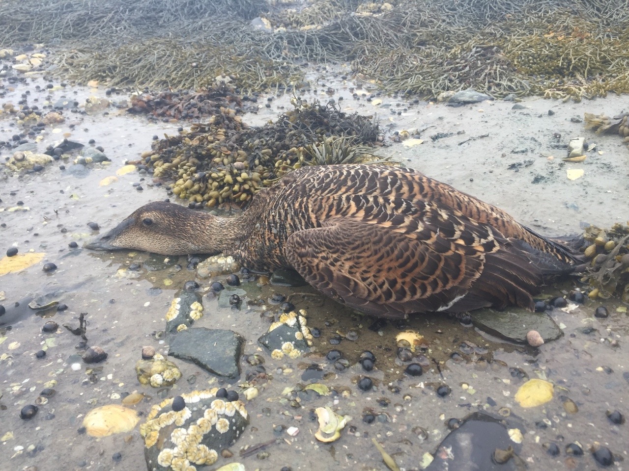 Common eider confirmed to be the least intelligent eider species??
Waterfowl sit incredibly tight to their nests. Sometimes you will have to *literally* touch the bird to get it to flush, or you might even be able to capture the bird on the nest...