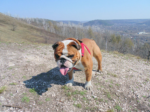 Spring Outing In The Mountains...