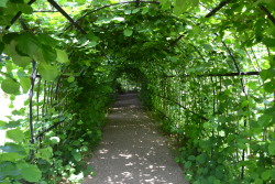 treesenpai:  This tunnel’s beauty speaks