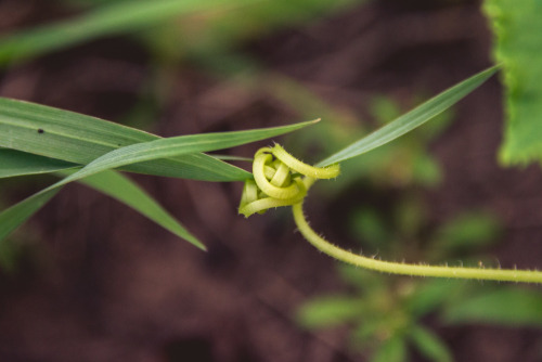 unkemptgardens: Shots from the garden 8.7.15