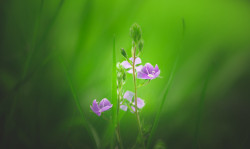 90377:  Meadow Wildflower by Dhina A   