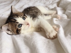 stutterwhenyouspeak:Tiny kitten