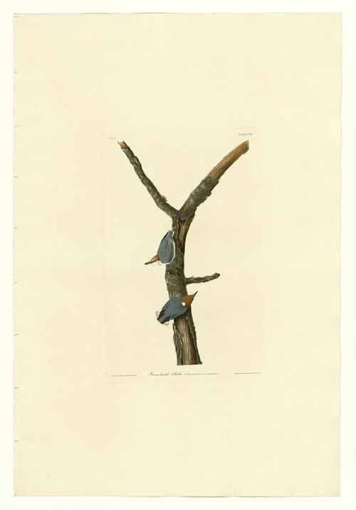 Plate 125 Brown-headed Nuthatch, John James Audubon