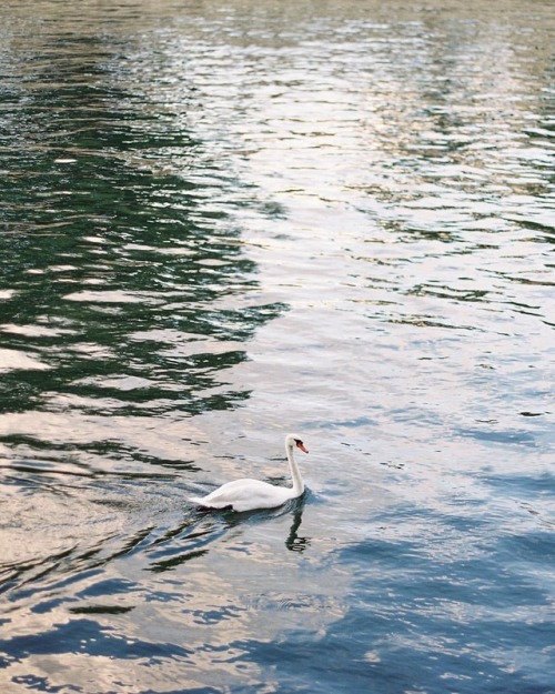 Majestic swan gliding over the water of the Seine River