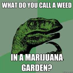 grow-your-weed:  Tired of paying for your weed ? - Click here