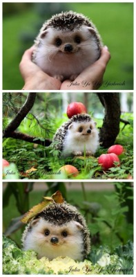 thosefunnyanimals:  Check out more at Those