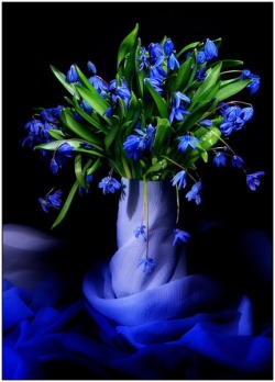 expression-venusia: Electric blue blooms