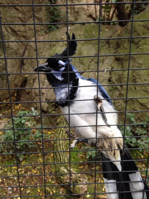 whereismystrawberrytart:  I made a friend. It’s a Black-Throated Magpie-Jay, and one friendly (and by friendly I think I mean defensive of dinner) ‘lil bugger.