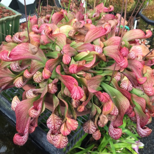 While it certainly looks like a Sarracenia, psittacina does stand out amongst its brothers and siste