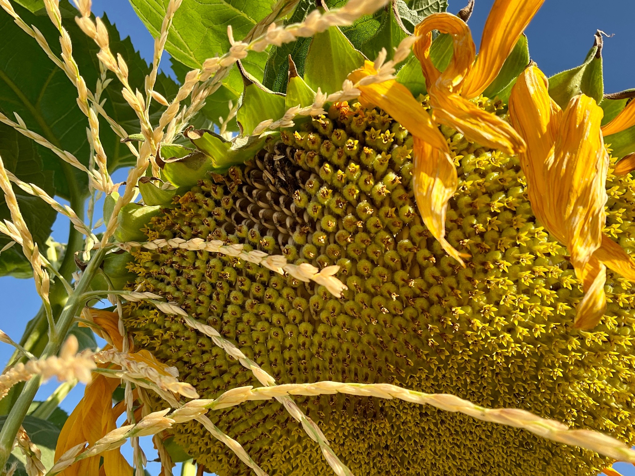 A closeup of part of a sunflower head. The outer yellow petals are mostly gone. Developing seeds are visible and one patch has ripened to the iconic white and black striped pattern.