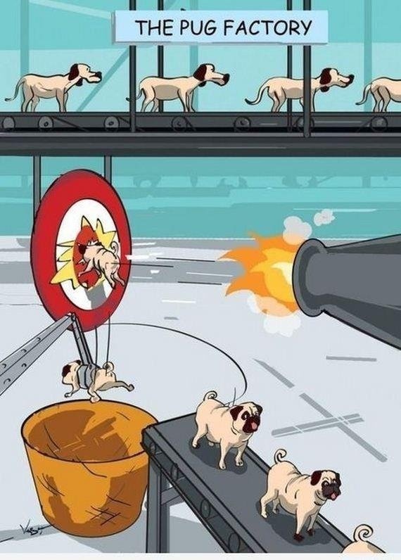 failsnet:  Tumblr Fails.net - The Pug Factory