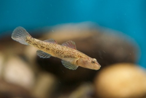 カワヨシノボリ Rhinogobius flumineusアクア・トトぎふ 3F 長良川上流から中流