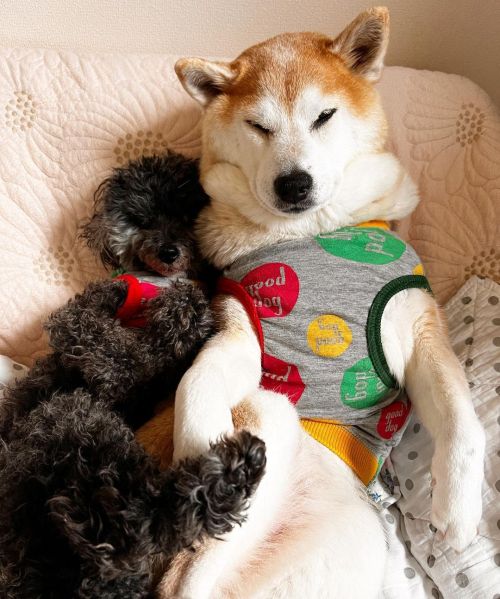 * HELLO again May . . 5月ですねーーー はや。#shiba#shibainu#glaucomadog#dogislove#uni#unihalo#柴犬うに#柴犬#緑内障#緑内