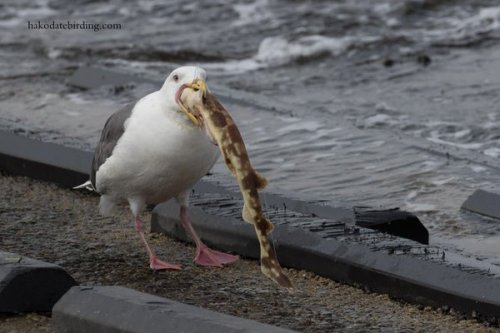 bewareofdragon:Proof that seagulls literally will eat anything 0_o