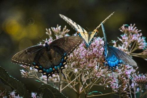 Old butterflies feeding on nectar at Hoosier National Park, Indiana. @photographyaeipathy Nikon D500