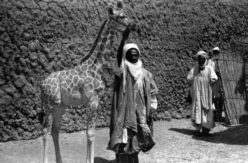 Hausa lord, 1950s Northern Nigeria.(by Lydia Nic)