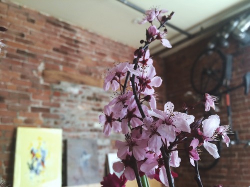 Cherry Blossoms in my house!