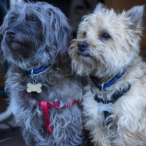 My fur babies. #cairnterrier #cairnpoo