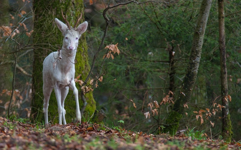 megarah-moon:  “Albino Deer” by Herve Balland 
