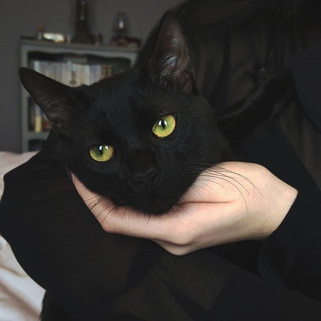 Black Cat Appreciation Post