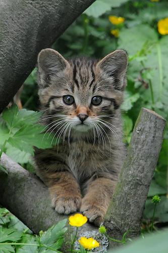 llbwwb:European Wildcat baby by Noname.