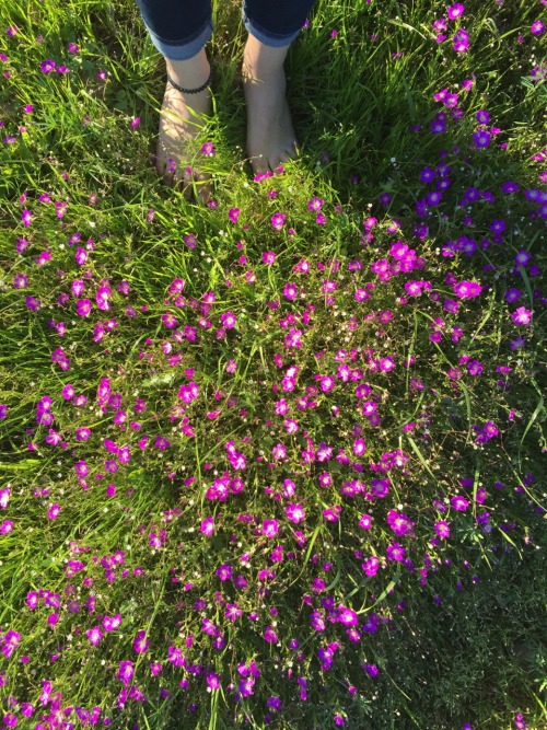 ferncutie:slheepy: Running around in the wildflowers caits life is the dream tbh