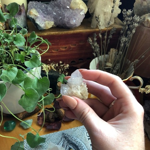 lavenderwaterwitch: Spirit Quartz Cluster &amp; newest plant baby — wishing you a very joy