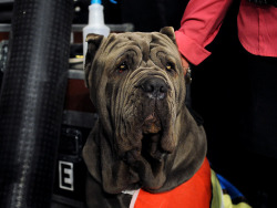 perfectdogs:  Neapolitan Mastiff. 