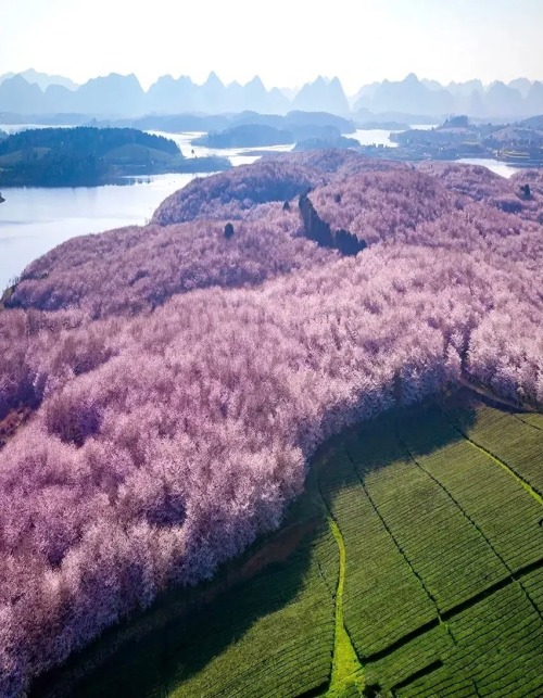 fuckyeahchinesegarden:cherry blossoms in 平坝pingba, 贵州guizhou, guiyang province, china