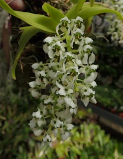 orchid-a-day: Zygostates grandiflora Syn.: Ornithocephalus grandiflorus; Dipteranthus grandiflorus July 12, 2019  