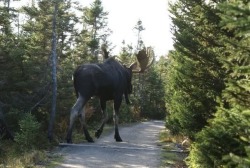 Theconsultingharlequin:  Exrlgrey:  Miseryxcloud:  Exrlgrey:  Moose Are So Big, Holy