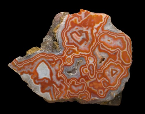 oecologia:  Various Specimens of Agate - [x] adult photos