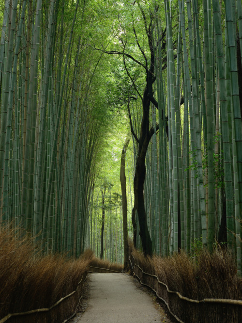 thisworld1:k641739021:(via 竹林の道３　by hidamari （ID：7155873）　- 写真共有サイト:PHOTOHITO) Bamboo forest on outs