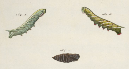 164. Sphinx demi-paon. Engramelle, Papillons d’Europe. 1779-1792.