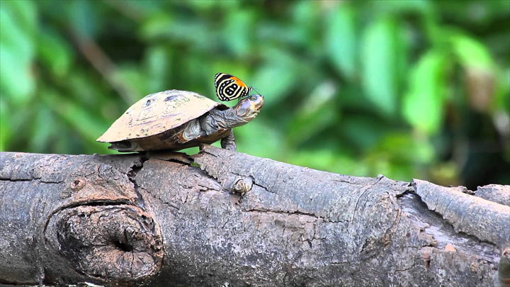 Butterflies drinking turtle&rsquo;s tears to survive&hellip;