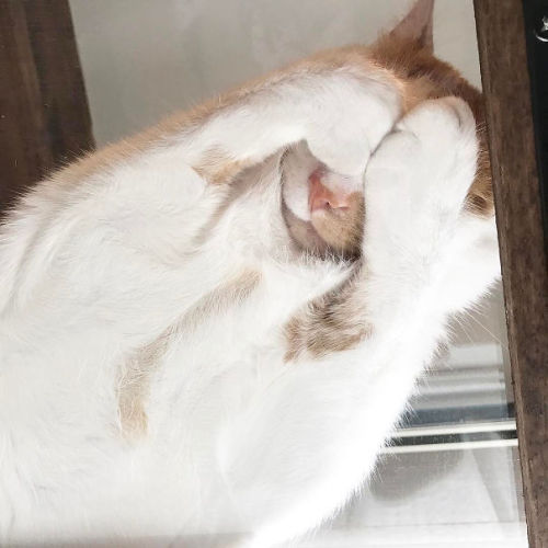 pr1nceshawn:Has There Ever Been A Better Combination Than Cats & Glass Tables.