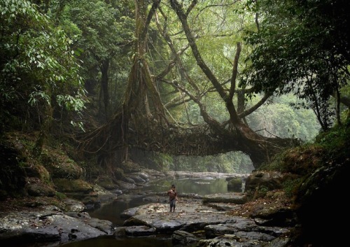 indiaincredible:Living Bridges the village of Mawsynram in Meghalaya, India.