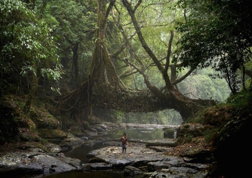 ladyinterior:  India’s Fascinating Tree Root Bridges Grow Stronger Every Year. In the wettest place on Earth, the village of Mawsynram in Meghalaya, India are some of the most fascinating bridges you’ll ever see. These “living bridges” are formed