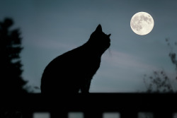 wahjur:Black cat and the moon