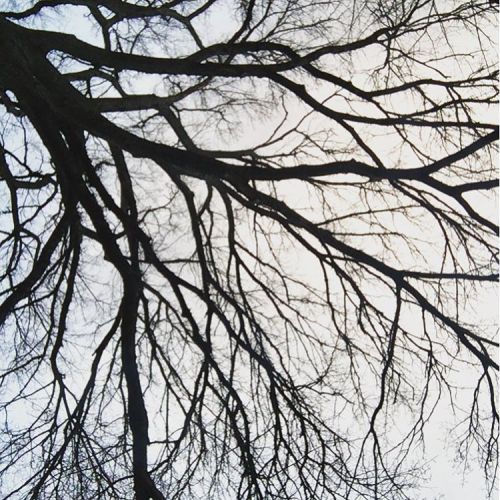 You flow through my veins like the branches on trees #winter #trees #veins