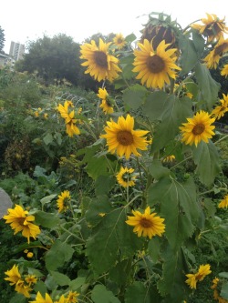 skimpily:  i love sun flowers so hard