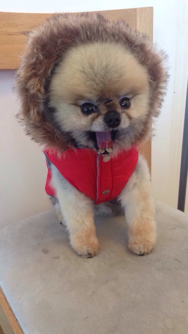 cute-overload:  My friend’s Pomeranian.http://cute-overload.tumblr.com