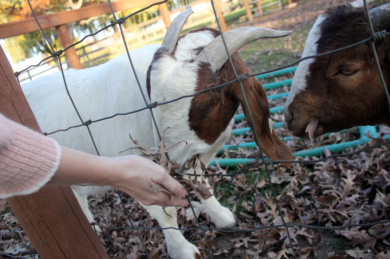 princess-peachpea:  Please help me to appreciate how cute this goat is 