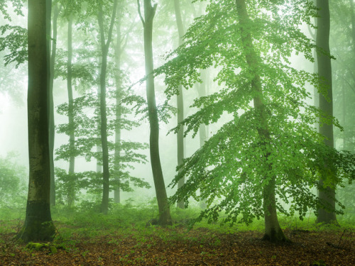 90377: Nebel im Wald by Felix WeschInstagram | Facebook | 500px | Twitter | Website