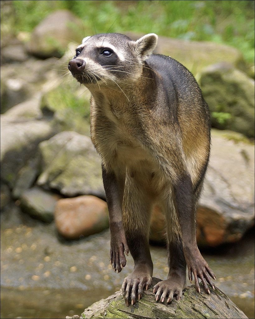 dailyraccoons:ducktollers:just found out about crab-eating raccoons. why are they so feetNot sure how serious you were about that question, BUT:It’s largely because of their love of water and trees, and their environment! They live in jungley marshy