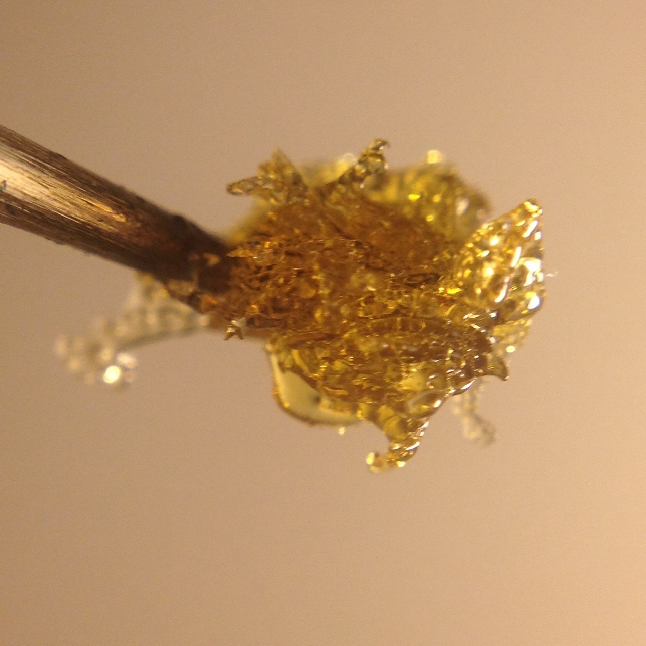 shine-my-way:  Phantom Og flower rosin made with love, making this stuff is so rewarding.