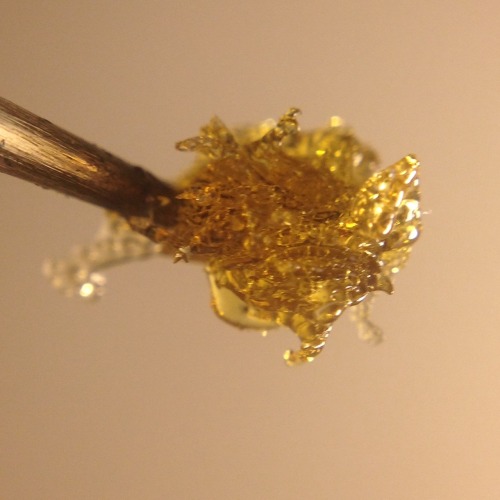 shine-my-way:  Phantom Og flower rosin made with love, making this stuff is so rewarding. ✨🔶💛🔆 (the first three pictures have hash with flower rosin and picture 7 is ravioli, mixed micron headband hashish pasta and liquid coke OG filling ;)